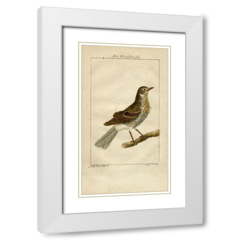 Die Weisfdrosfel White Modern Wood Framed Art Print with Double Matting by Art Licensing Studio