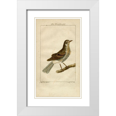 Die Weisfdrosfel White Modern Wood Framed Art Print with Double Matting by Art Licensing Studio