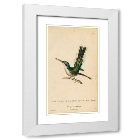 Oiseau-Mouche A Oreilles DAzur White Modern Wood Framed Art Print with Double Matting by Art Licensing Studio