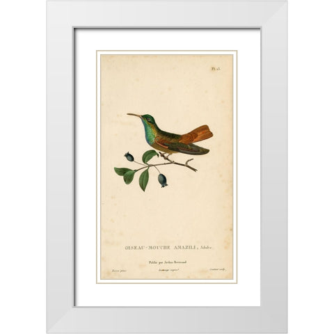 Oiseau-Mouche Amazili White Modern Wood Framed Art Print with Double Matting by Art Licensing Studio