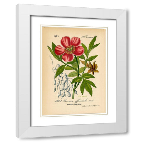 Paeonia Officinalis White Modern Wood Framed Art Print with Double Matting by Art Licensing Studio