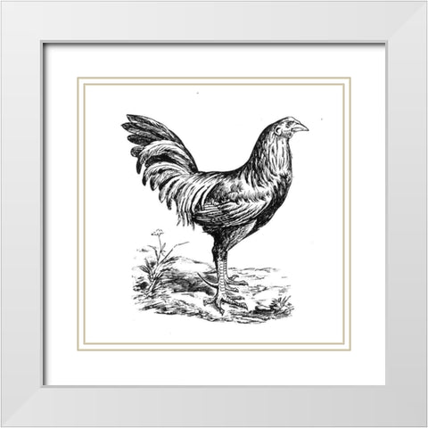 Chicken in the Yard White Modern Wood Framed Art Print with Double Matting by Art Licensing Studio