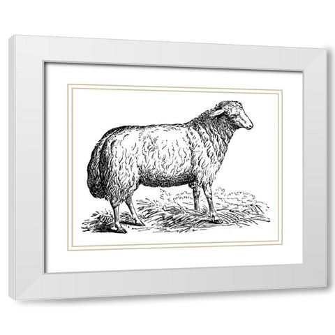 Ewe White Modern Wood Framed Art Print with Double Matting by Art Licensing Studio