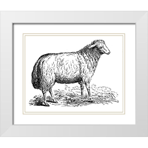 Ewe White Modern Wood Framed Art Print with Double Matting by Art Licensing Studio