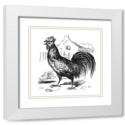 Roving Rooster White Modern Wood Framed Art Print with Double Matting by Art Licensing Studio