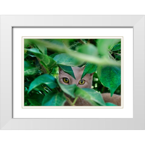 Abandoned Cat - 3 White Modern Wood Framed Art Print with Double Matting by Heine, Ben