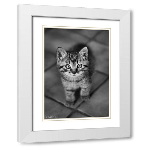 Cute Kitty White Modern Wood Framed Art Print with Double Matting by Heine, Ben