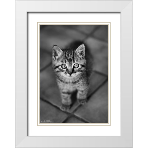 Cute Kitty White Modern Wood Framed Art Print with Double Matting by Heine, Ben
