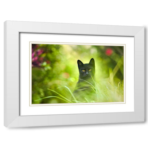 Black Cat White Modern Wood Framed Art Print with Double Matting by Heine, Ben