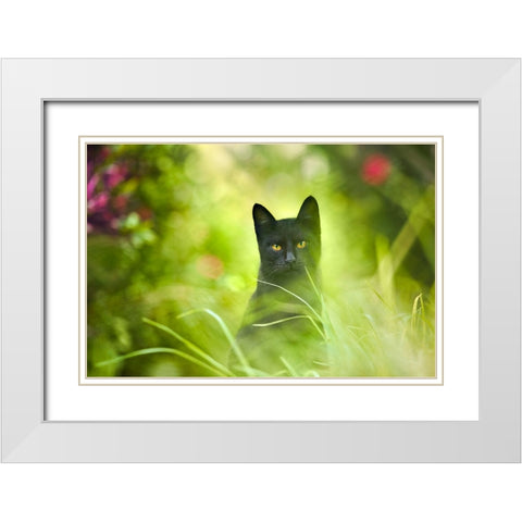 Black Cat White Modern Wood Framed Art Print with Double Matting by Heine, Ben