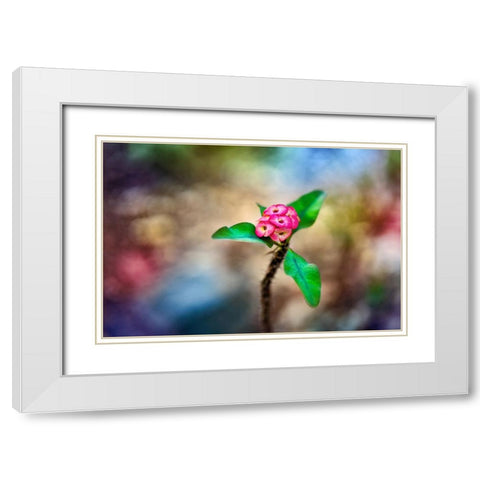 Fragile - Thailand - 391 White Modern Wood Framed Art Print with Double Matting by Heine, Ben