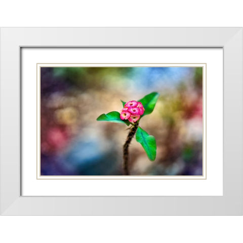 Fragile - Thailand - 391 White Modern Wood Framed Art Print with Double Matting by Heine, Ben