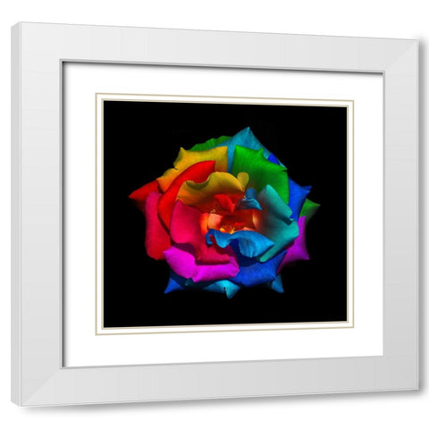 Multicolor Rose White Modern Wood Framed Art Print with Double Matting by Heine, Ben