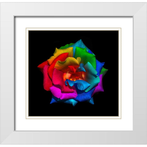 Multicolor Rose White Modern Wood Framed Art Print with Double Matting by Heine, Ben