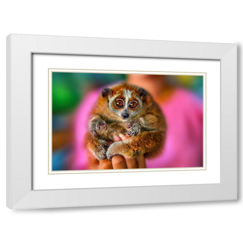 Slow Loris 2 - Thailand - 92 White Modern Wood Framed Art Print with Double Matting by Heine, Ben