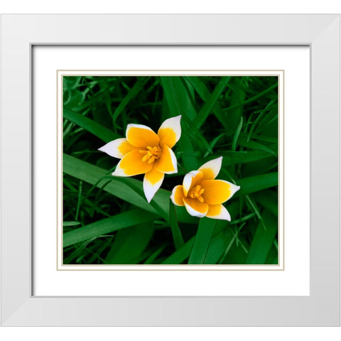 Birth White Modern Wood Framed Art Print with Double Matting by Heine, Ben