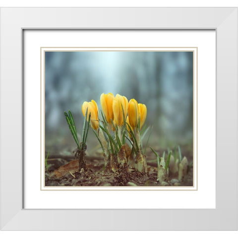 Crocuses White Modern Wood Framed Art Print with Double Matting by Heine, Ben