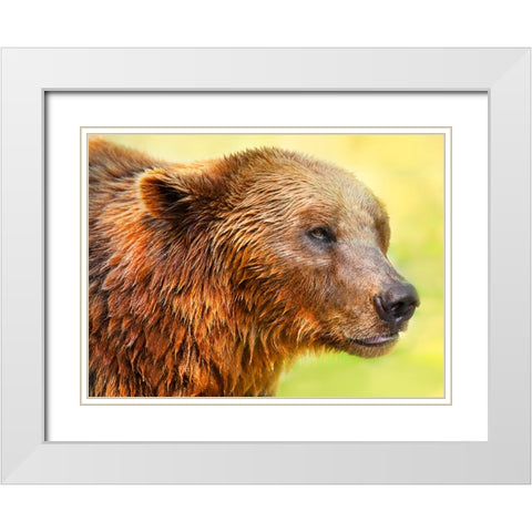 Cute Bear 2 White Modern Wood Framed Art Print with Double Matting by Heine, Ben