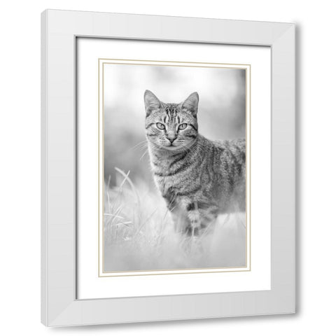 IMG_1426 White Modern Wood Framed Art Print with Double Matting by Heine, Ben