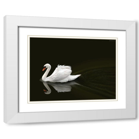 Swan 2 White Modern Wood Framed Art Print with Double Matting by Heine, Ben