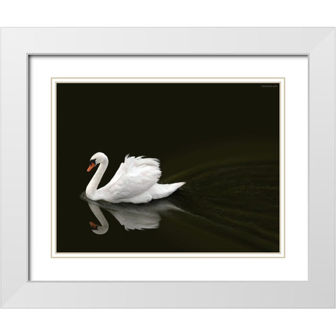 Swan 2 White Modern Wood Framed Art Print with Double Matting by Heine, Ben