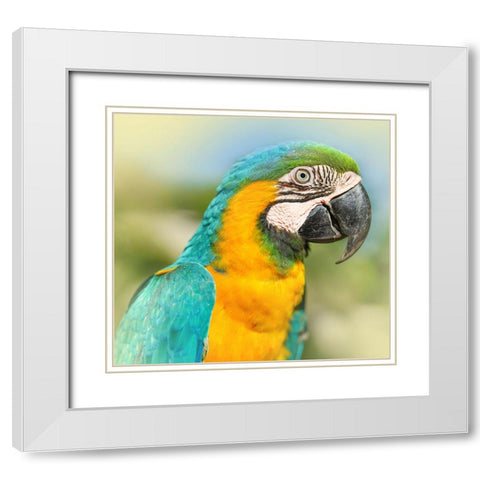 Thailand - 367 White Modern Wood Framed Art Print with Double Matting by Heine, Ben