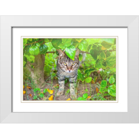 Tunisia 6 White Modern Wood Framed Art Print with Double Matting by Heine, Ben