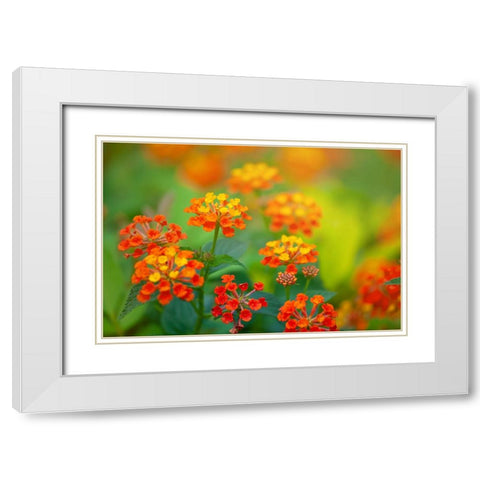 Tunisia 58 White Modern Wood Framed Art Print with Double Matting by Heine, Ben