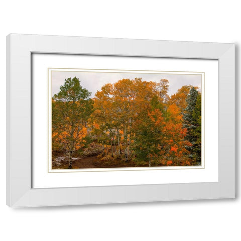 A Splash Of Color 2 White Modern Wood Framed Art Print with Double Matting by Sherrell, Bill