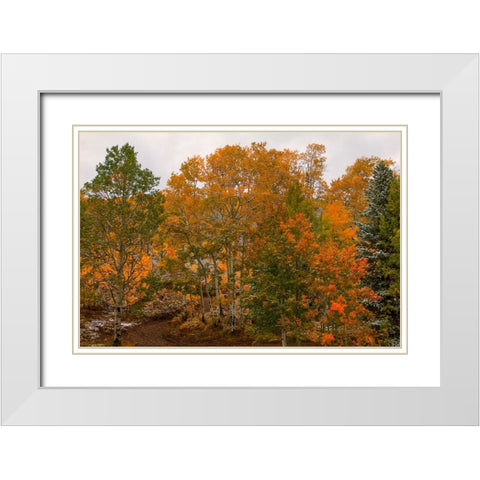 A Splash Of Color 2 White Modern Wood Framed Art Print with Double Matting by Sherrell, Bill