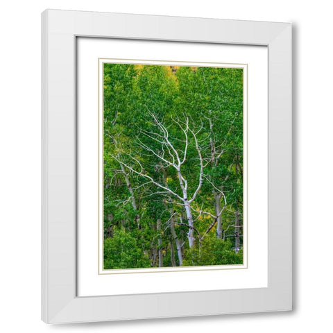 Branching Out White Modern Wood Framed Art Print with Double Matting by Sherrell, Bill