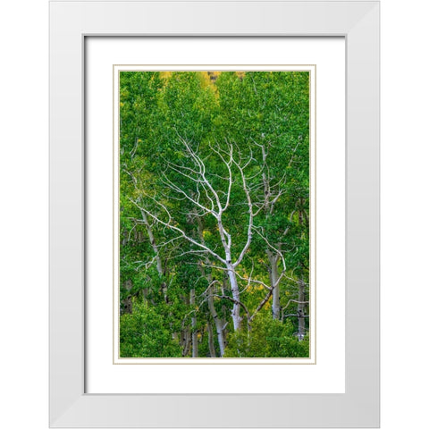 Branching Out White Modern Wood Framed Art Print with Double Matting by Sherrell, Bill