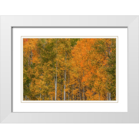 Color Transformation White Modern Wood Framed Art Print with Double Matting by Sherrell, Bill