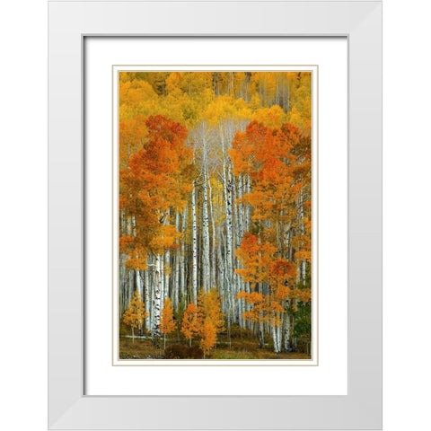 Dalmatian Autumn White Modern Wood Framed Art Print with Double Matting by Sherrell, Bill