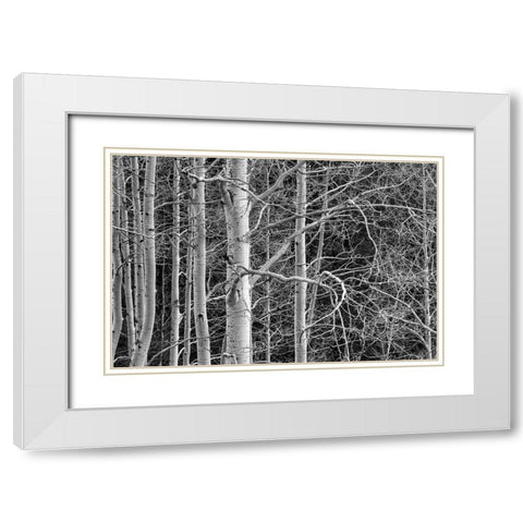 Dont Tangle With Me White Modern Wood Framed Art Print with Double Matting by Sherrell, Bill
