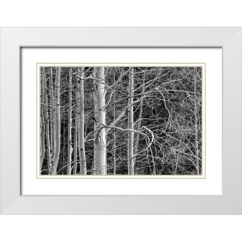 Dont Tangle With Me White Modern Wood Framed Art Print with Double Matting by Sherrell, Bill