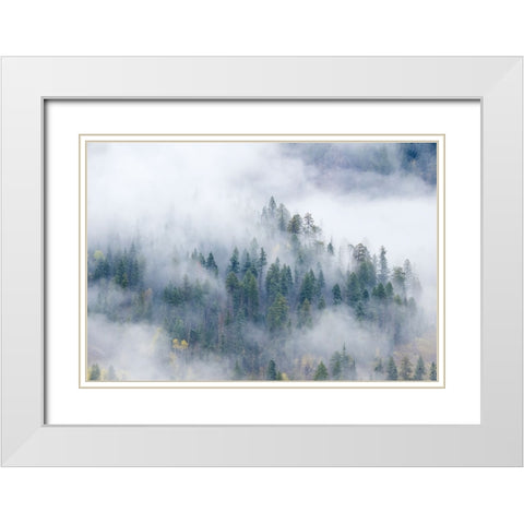 Forest In The Clouds White Modern Wood Framed Art Print with Double Matting by Sherrell, Bill