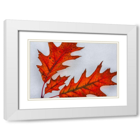 Fragile Transformation White Modern Wood Framed Art Print with Double Matting by Sherrell, Bill