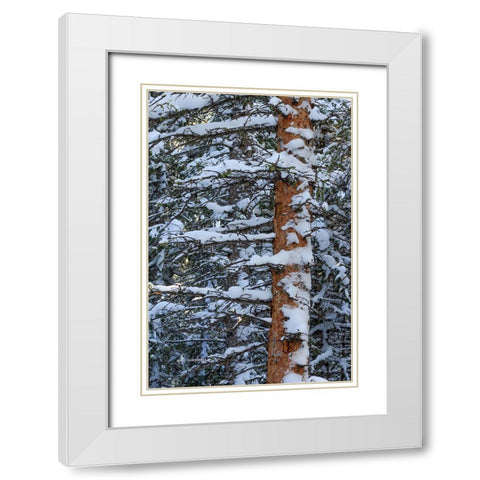 Out On A Limb White Modern Wood Framed Art Print with Double Matting by Sherrell, Bill