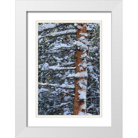 Out On A Limb White Modern Wood Framed Art Print with Double Matting by Sherrell, Bill