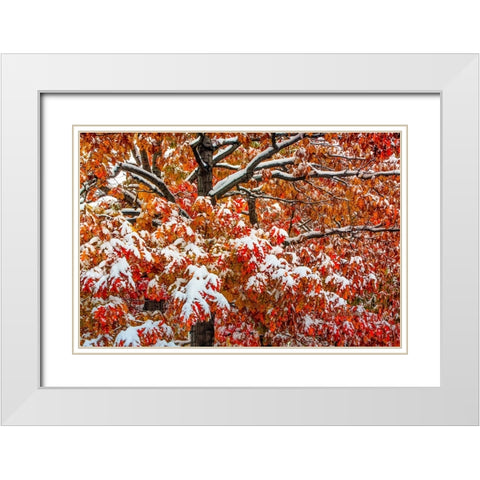 Seasons Of Change White Modern Wood Framed Art Print with Double Matting by Sherrell, Bill