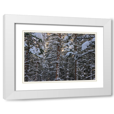 Snowbound White Modern Wood Framed Art Print with Double Matting by Sherrell, Bill