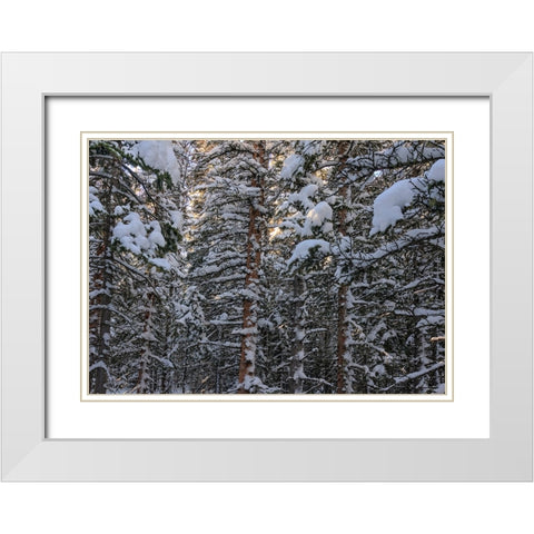 Snowbound White Modern Wood Framed Art Print with Double Matting by Sherrell, Bill