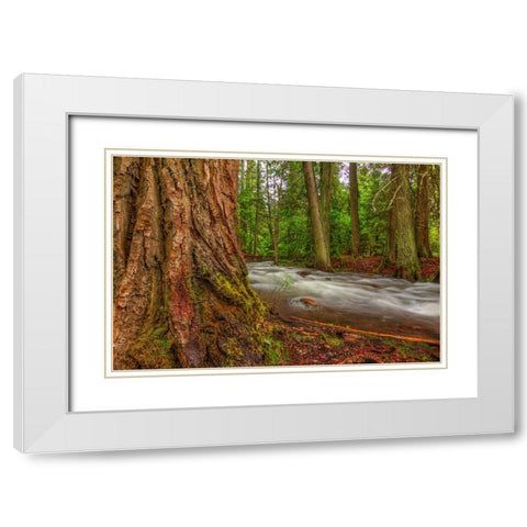Woodsy White Modern Wood Framed Art Print with Double Matting by Sherrell, Bill