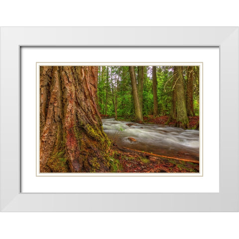 Woodsy White Modern Wood Framed Art Print with Double Matting by Sherrell, Bill
