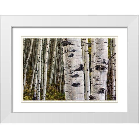 Trunks White Modern Wood Framed Art Print with Double Matting by Sherrell, Bill