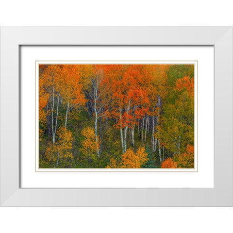 Abounding Color White Modern Wood Framed Art Print with Double Matting by Sherrell, Bill