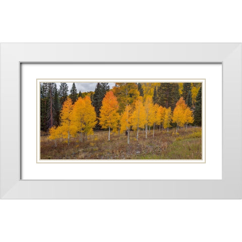 An Aspen Autumn White Modern Wood Framed Art Print with Double Matting by Sherrell, Bill