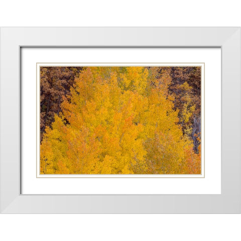 Aspen Autumn Bonfire White Modern Wood Framed Art Print with Double Matting by Sherrell, Bill