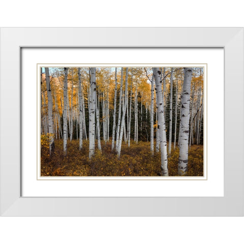 Aspen Forest In Autumn White Modern Wood Framed Art Print with Double Matting by Sherrell, Bill